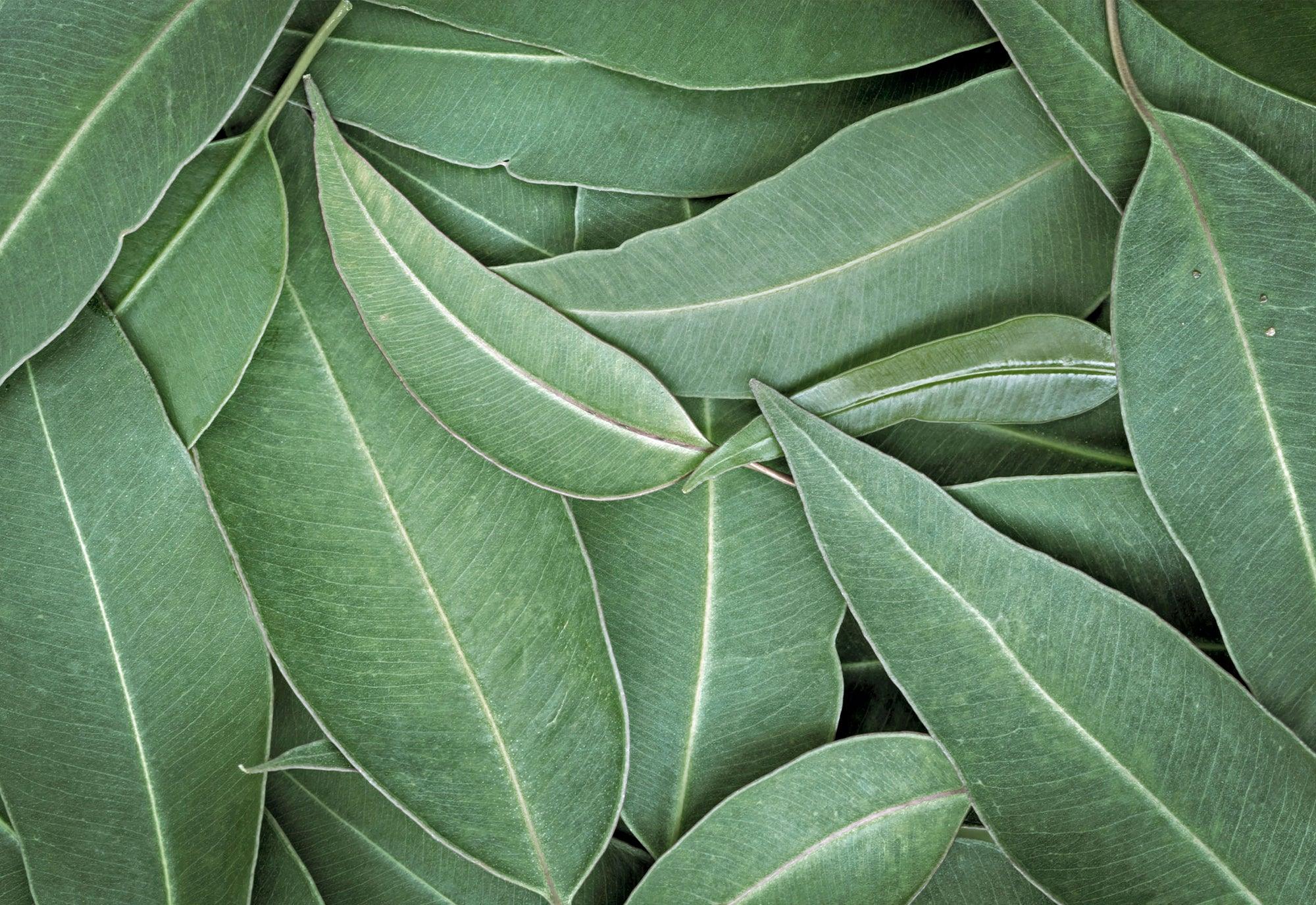 Eucalyptus Aromas - LOMA RETAIL